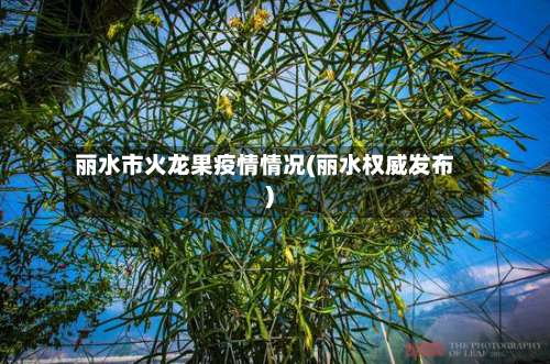 丽水市火龙果疫情情况(丽水权威发布)