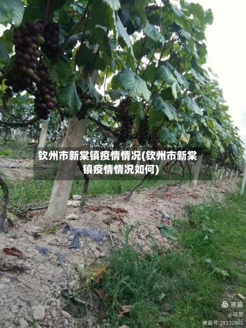 钦州市新棠镇疫情情况(钦州市新棠镇疫情情况如何)-第2张图片