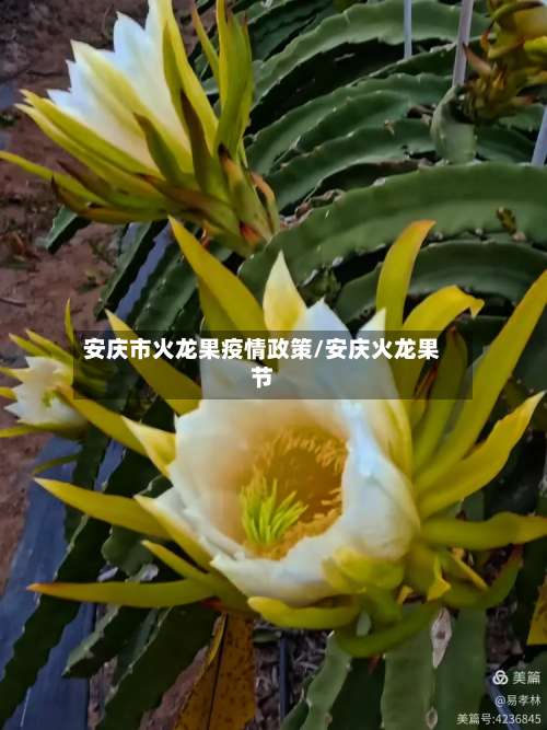 安庆市火龙果疫情政策/安庆火龙果节