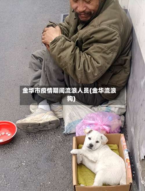 金华市疫情期间流浪人员(金华流浪狗)-第2张图片