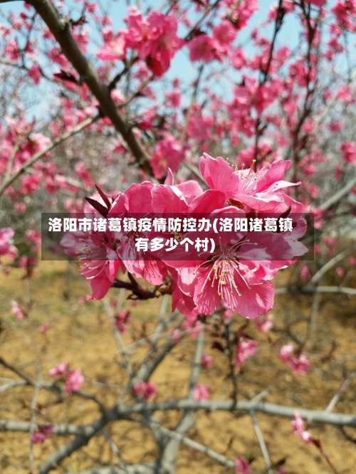 洛阳市诸葛镇疫情防控办(洛阳诸葛镇有多少个村)