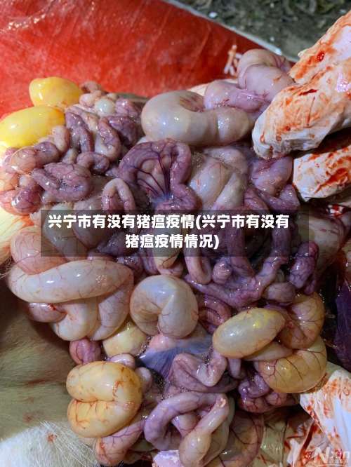 兴宁市有没有猪瘟疫情(兴宁市有没有猪瘟疫情情况)