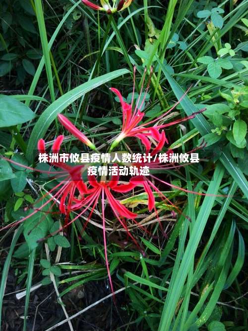 株洲市攸县疫情人数统计/株洲攸县疫情活动轨迹