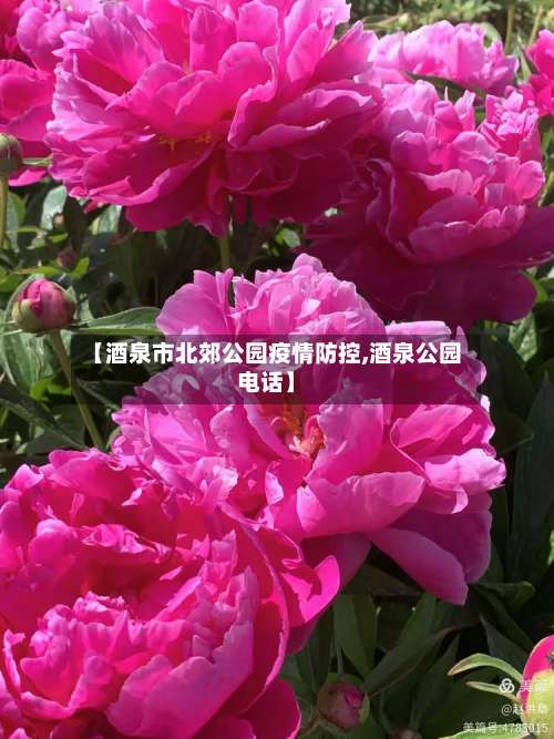 【酒泉市北郊公园疫情防控,酒泉公园电话】