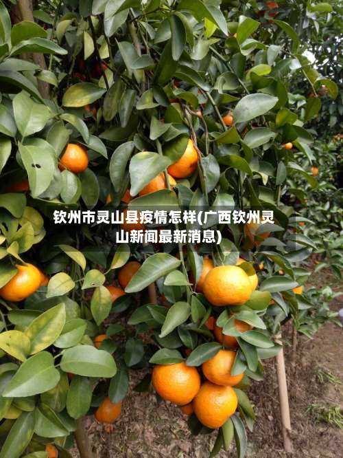 钦州市灵山县疫情怎样(广西钦州灵山新闻最新消息)