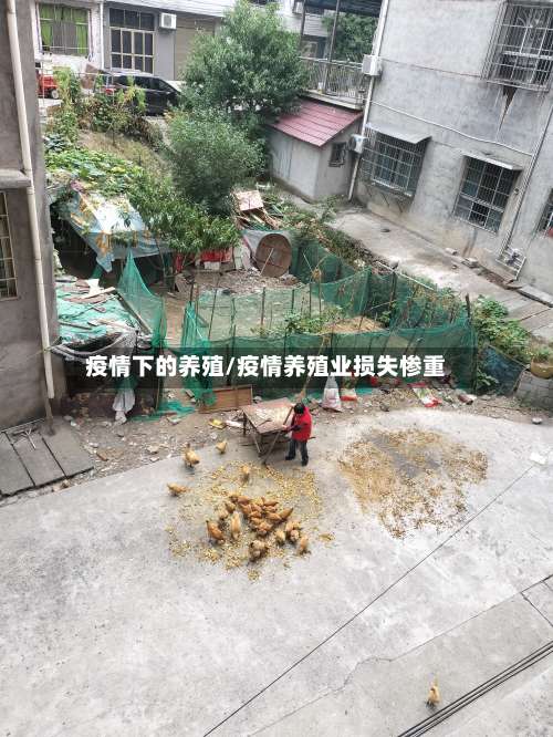 疫情下的养殖/疫情养殖业损失惨重