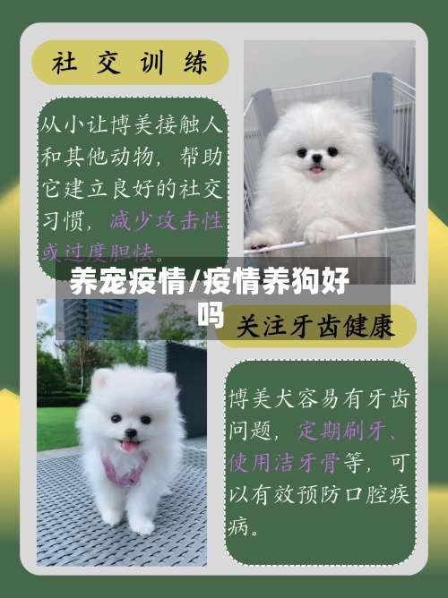 养宠疫情/疫情养狗好吗-第2张图片