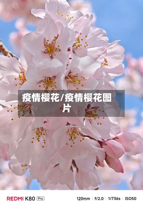 疫情樱花/疫情樱花图片-第3张图片