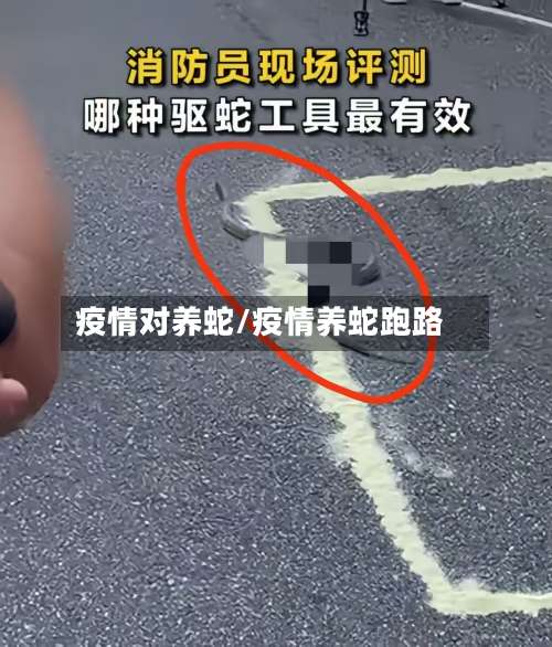 疫情对养蛇/疫情养蛇跑路