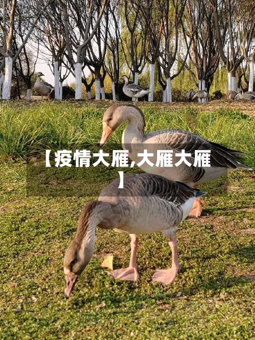 【疫情大雁,大雁大雁】-第3张图片