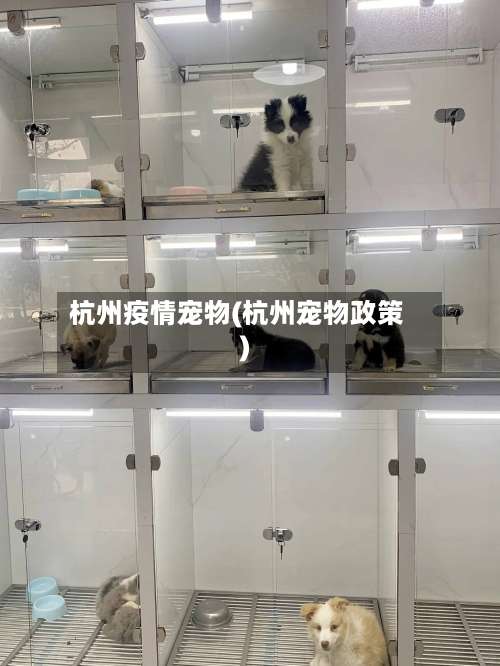 杭州疫情宠物(杭州宠物政策)-第2张图片