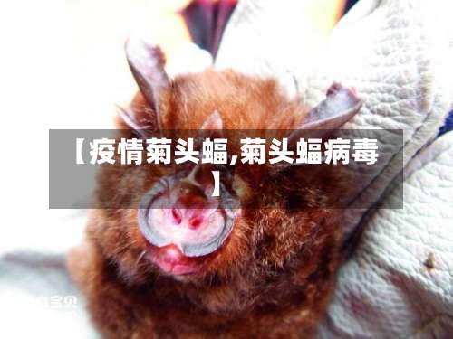 【疫情菊头蝠,菊头蝠病毒】-第3张图片