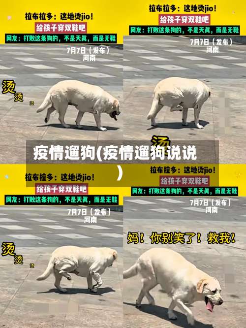 疫情遛狗(疫情遛狗说说)