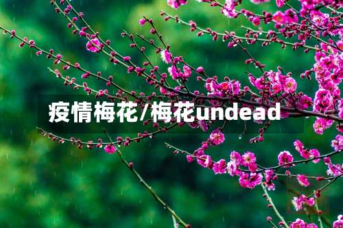 疫情梅花/梅花undead