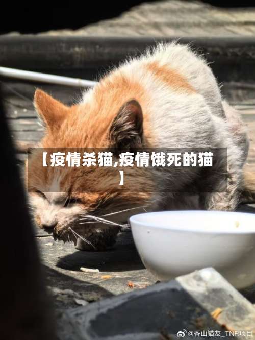 【疫情杀猫,疫情饿死的猫】