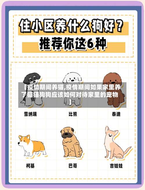 【疫情期间养猫,疫情期间如果家里养了猫猫狗狗应该如何对待家里的宠物】-第3张图片