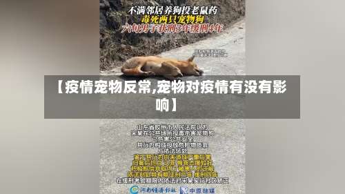 【疫情宠物反常,宠物对疫情有没有影响】