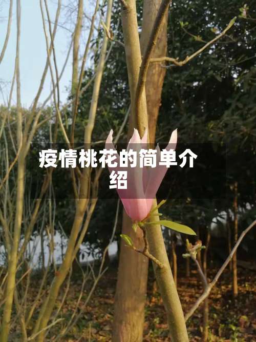 疫情桃花的简单介绍-第3张图片