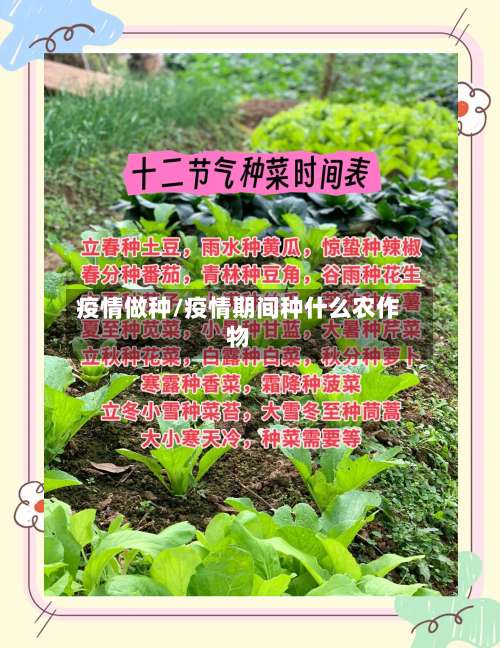 疫情做种/疫情期间种什么农作物