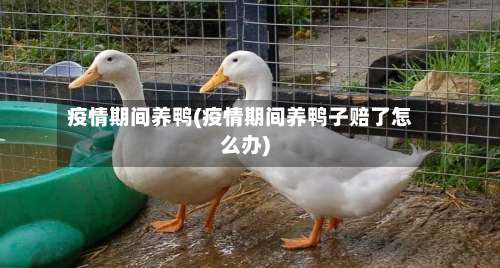 疫情期间养鸭(疫情期间养鸭子赔了怎么办)