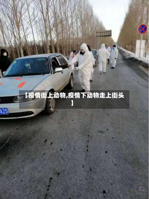 【疫情街上动物,疫情下动物走上街头】-第2张图片