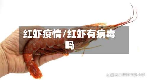 红虾疫情/红虾有病毒吗