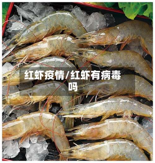 红虾疫情/红虾有病毒吗-第3张图片