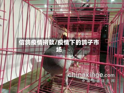 信鸽疫情捐款/疫情下的鸽子市场