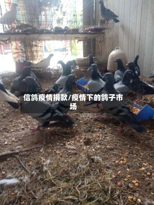 信鸽疫情捐款/疫情下的鸽子市场-第3张图片