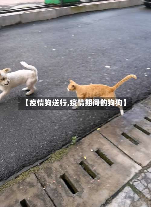 【疫情狗送行,疫情期间的狗狗】-第2张图片