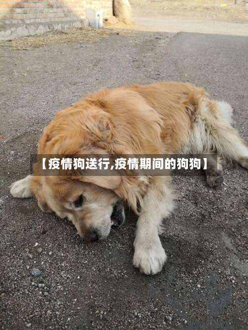 【疫情狗送行,疫情期间的狗狗】-第3张图片