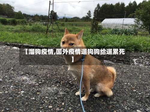 【溜狗疫情,国外疫情遛狗狗给遛累死】-第2张图片