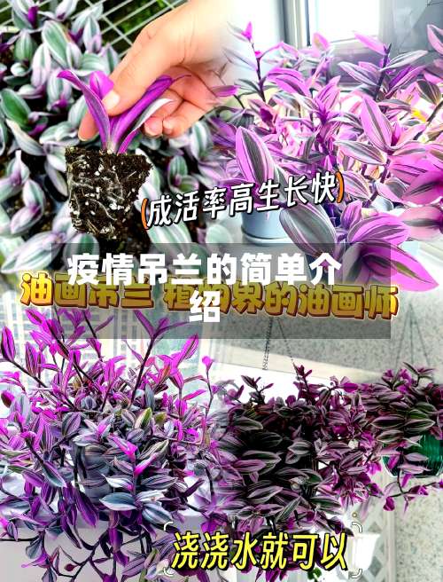 疫情吊兰的简单介绍-第2张图片