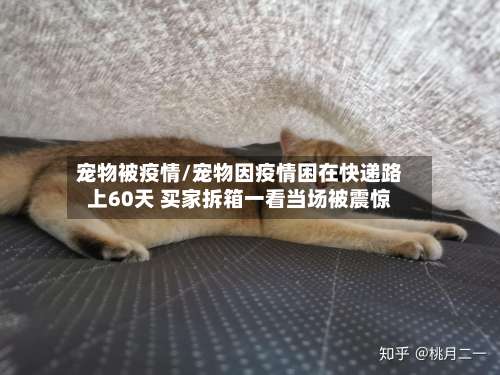 宠物被疫情/宠物因疫情困在快递路上60天 买家拆箱一看当场被震惊