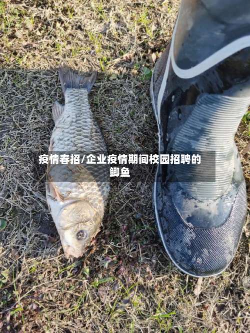 疫情春招/企业疫情期间校园招聘的鲫鱼-第1张图片