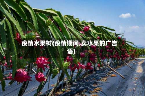 疫情水果树(疫情期间,卖水果的广告语)