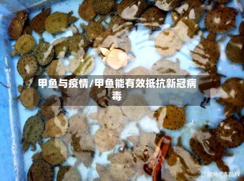 甲鱼与疫情/甲鱼能有效抵抗新冠病毒-第2张图片