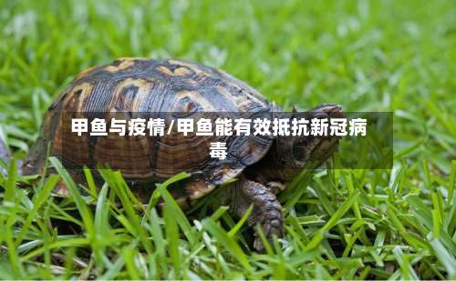 甲鱼与疫情/甲鱼能有效抵抗新冠病毒