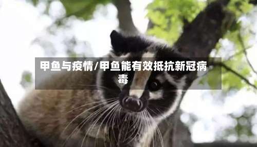 甲鱼与疫情/甲鱼能有效抵抗新冠病毒-第3张图片